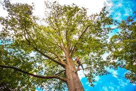 Best Tree Removal Service  in USA